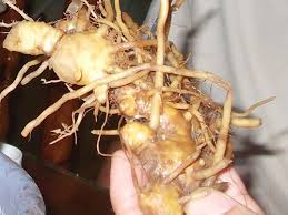 Gừng Gió (Gừng Rừng/ Ngãi Xanh) Gừng Gió (Gừng Rừng/ Ngãi Xanh)