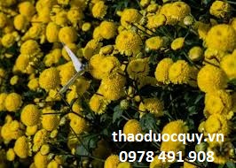 Tác dụng của Hoa cúc