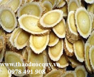 Hoàng kỳ hỗ trợ điều trị ung thư