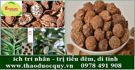 Ích trí nhân - trị tiểu đêm, di tinh