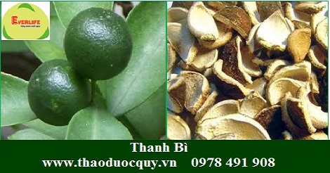 Thanh bì/ vỏ quýt xanh Thanh bì/ vỏ quýt xanh