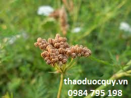 Xà sàng Tử Bổ Dương