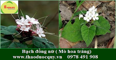 Bạch đồng nữ - trị rối loạn kinh nguyệt Bạch đồng nữ - trị rối loạn kinh nguyệt