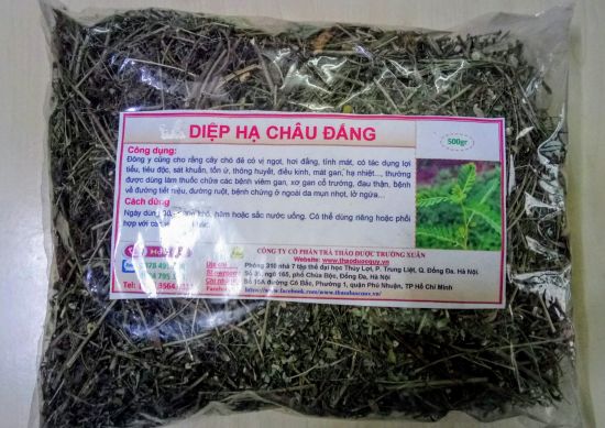 Diệp Hạ Châu Đắng | Chó đẻ răng cưa