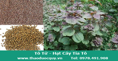 Hạt Tía Tô - Tô Tử