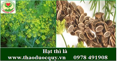 Hạt thì là - giảm đau - trị ăn không tiêu