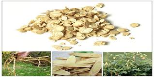 Hoàng kỳ- bổ khí thăng dương, trị viêm thận mạn tính