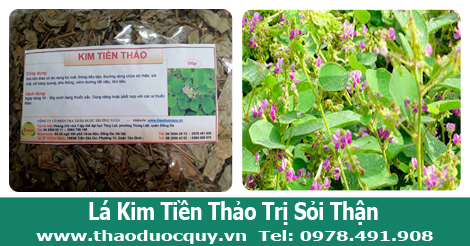 Kim tiền thảo - trị sỏi thận, sỏi mật