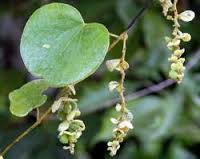 Lá Tiết Dê Giải Nhiệt Lá Tiết Dê Giải Nhiệt