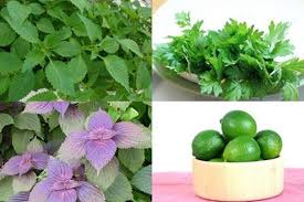 Lá xông - trị cảm cúm