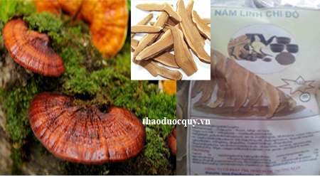 Nấm Linh Chi/ Nấm Linh Chi Đỏ Thái Lát