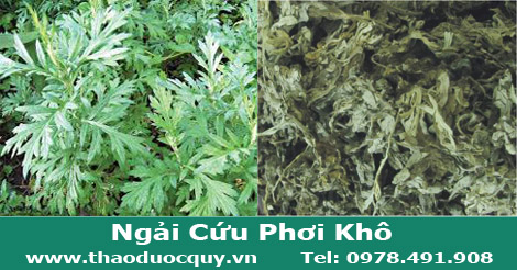 Ngải Cứu Khô / Ngải Diệp Ngải Cứu Khô / Ngải Diệp