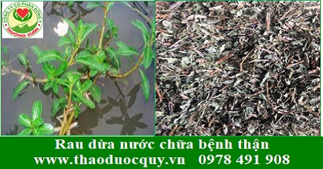 Dừa nước/Rau dừa nước - chữa bệnh thận