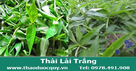 Cây Thài Lài Trắng Cây Thài Lài Trắng