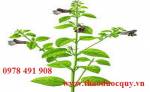 Bài thuốc chữa vàng da