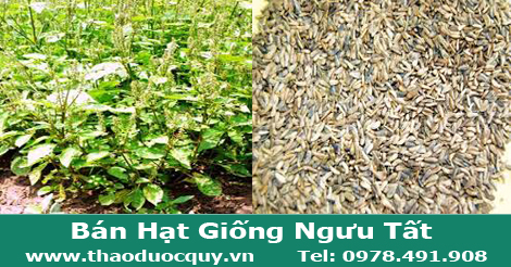 hạt giống cây ngưu tất