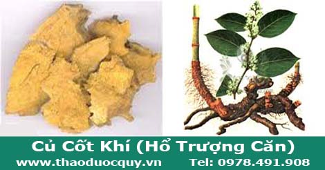 hổ trượng căn
