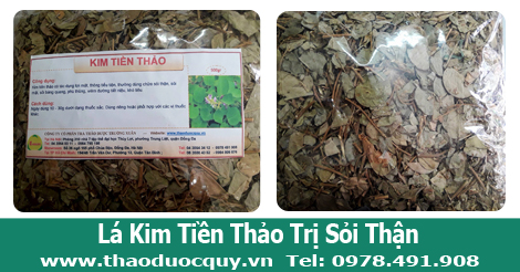L&aacute; kim tiền thảo phơi kh&ocirc; trị sỏi thận, sỏi mật, sỏi tiết niệu
