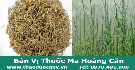 Vị thuốc ma ho&agrave;ng căn